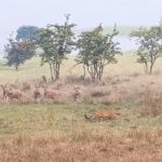 ସାବଧାନ : ଗାଁ ରେ ବୁଲୁଛି ବାଘ